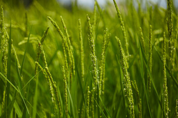 Obraz premium 山田錦の花