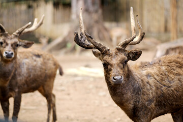 Two Javan Deers Looking at Camera Against Nature Background