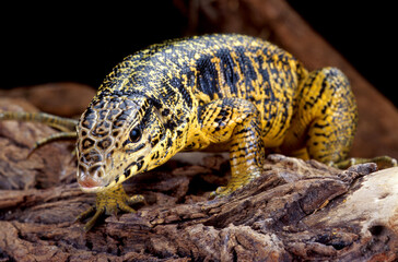 Golden Tegu (Tupinambis teguixin) sitting on a log.