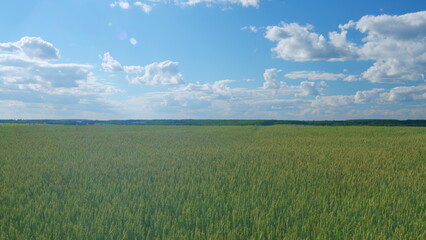 Beautiful blue sky in countryside over a field of wheat. Nature background health concept. Wide shot.