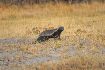 A honey badger (Mellivora capensis) in natural habitat, Kalahari desert, South Africa