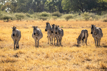 herd of zebras in the African savanna at sunset botswana © vaclav