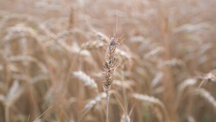 Fototapeta premium Beautiful natural wheat field. Ears of wheat on the field a during sunset. Nature rural landscape. Close up.