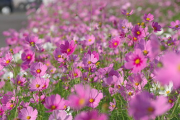 Obraz premium 咲き乱れるコスモス