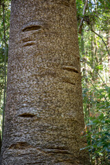 Bunya pine tree trunk, Araucaria bidwilii, native Australian evergreen conifer