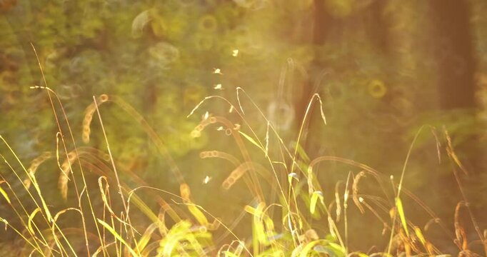 Gnats or midges swarm buzzing around grass blades in a forest at sunset. Glowing orange late evening light, low angle, telephoto shot, real time, no people