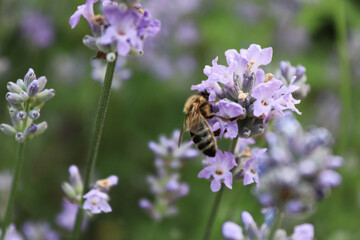 bee on lavender. macro shooting