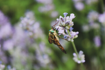 insect on flowers.macro shooting