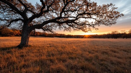 Fototapeta premium Tree silhouette against sunset landscape