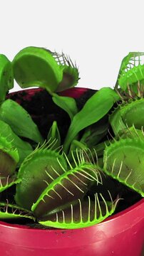 Time lapse of growing Venus flytrap plant, vertical orientation