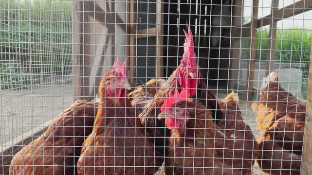 A group of chickens living in a livestock pen, chicken farm, chickens laying eggs, chickens are eating in a livestock pen