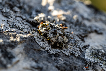 White crustose lichens growing on rock in apuseni mountains