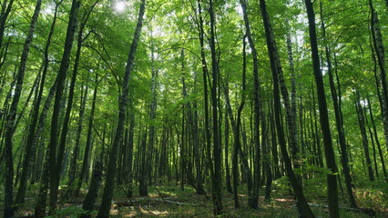 Obraz premium Green forest trees with sunbeams and deep woods sun rays shimmer. Sunbeams peeking through forest trees in early autumn shades. Time lapse.