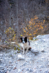 Alone dog sitting in autumn forest on the mountain 