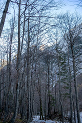 View through the autumn forest of Kamnik-Savinja Alps mountain range, Slovenia. Nature background with trees and rocky Mountains