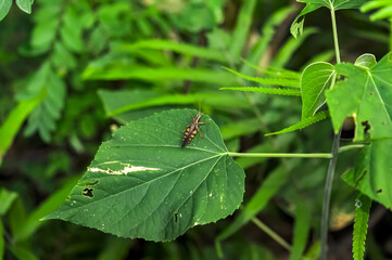 A grasshopper sits on a green leaf
