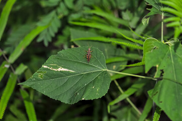 A grasshopper sits on a green leaf