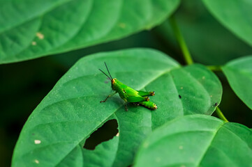 A grasshopper sits on a green leaf