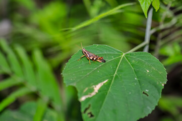 A grasshopper sits on a green leaf