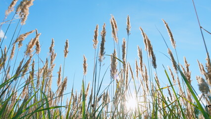 Field of swaying reeds at sunset in fall autumn sways in wind. Wild grass sway from wind on nature sky. Low angle view.