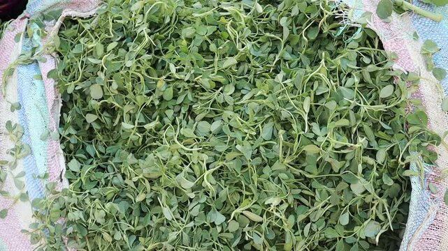 A close-up photo of fresh wild spinach (bathua) leaves, showcasing their vibrant green color and unique texture, ideal for healthy cooking and nutrition., selective focus 