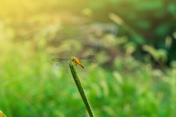 Beautiful yellow dragonfly with green large faceted eyes sitting on a green young spikelet on the background blurred background of a garden with green vegetation and sunny warm lighting