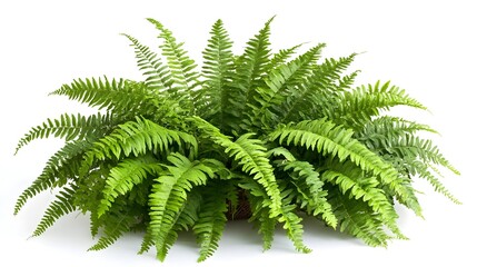 Vibrant Green Fern Leaves Elegantly Isolated on Clean White Background