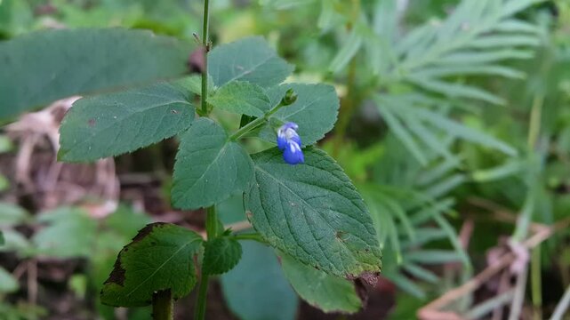 Beautiful flower view. 4k footage at the top of the mountain.