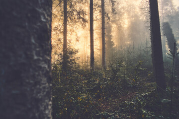 Fog in misty forest on sunrise. High quality photo