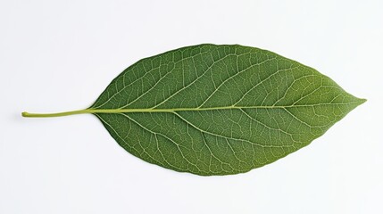 Simple leaf illustration on a clean white background featuring basic shapes to represent a classic botanical design