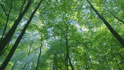 Fototapeta premium Beautiful morning in forest. Rays of sunlight and green forest. Idyllic landscape. Wide shot.