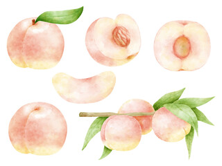 水彩で描いた桃のイラストセット