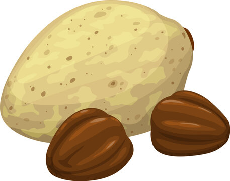Mongongo nuts, uncommon plant seed kernels for food, vector icon. African mongongo nut from manketti tree in shell and raw peeled for vegetarian healthy organic fruits or edible seed foodstuff