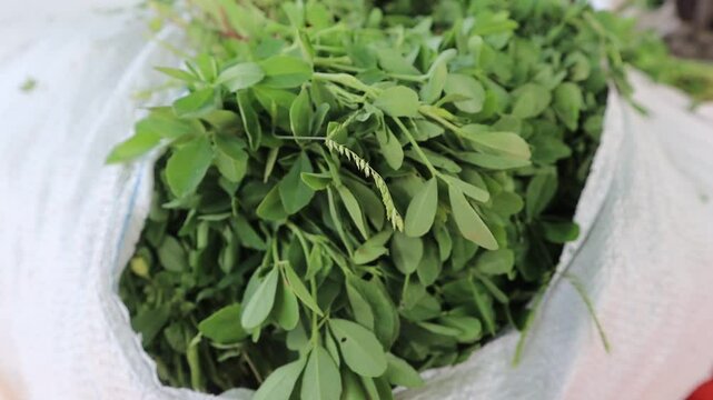 A close-up photo of fresh wild spinach (bathua) leaves, showcasing their vibrant green color and unique texture, ideal for healthy cooking and nutrition., selective focus 