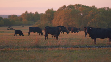 Black cow grazing green herb at meadow. Cow in meadow during sunset. Selective focus.