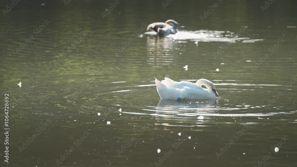 Poster close-up of swans in a pond, preening while surrounded by soft ripples and floating feathers.