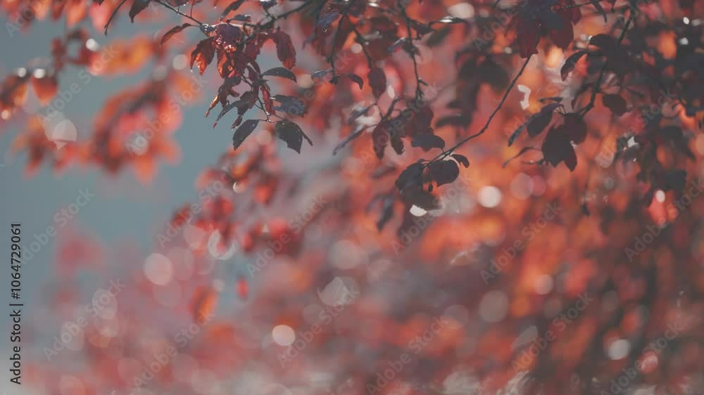 Poster a close-up shot of red autumn leaves and delicate cobwebs softly blurred with sunlight creating a wa