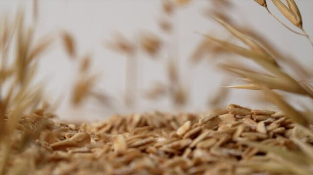 Rolled oats falling from top with oat crops in background.