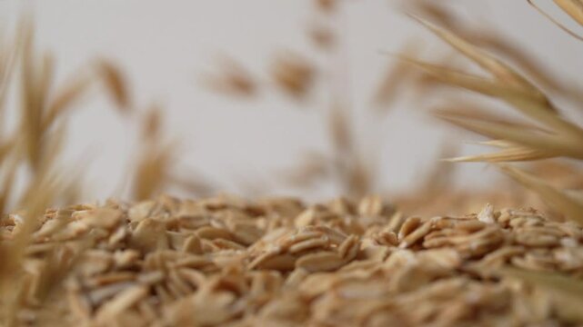 Rolled oats falling from top with oat crops in background.