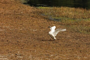 The trumpeter swan (Cygnus buccinator) on the lake. Beautiful  North American species of swan. Native species of north America