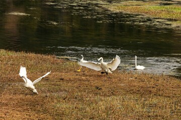 The trumpeter swan (Cygnus buccinator) on the lake. Beautiful  North American species of swan. Native species of north America