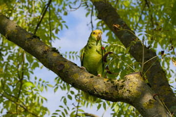 yellow-headed amazon parrot is perching on a tree branch