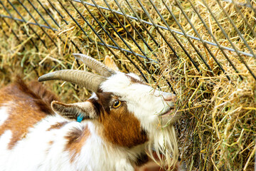 Goats Are Often Seen As Funny But Also A Greedy Animal Eating Anything