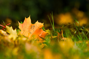 autumn maple leaf on the ground in the grass