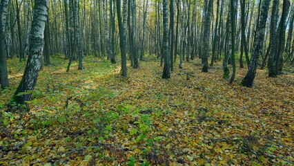 Obraz premium Autumn nature landscape with bright sunbeams. Sunlight sunrays shine through woods in forest landscape. Wide shot.