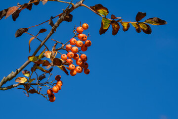 twig with rowan berries close-up