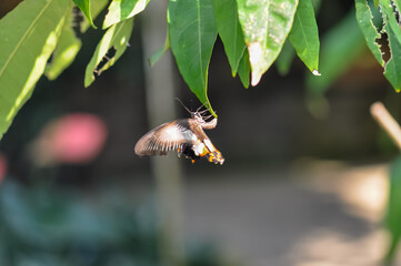 Beautiful butterfly met in Thailand