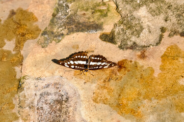 Beautiful butterfly met in Thailand