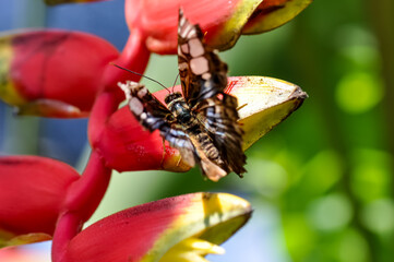 Beautiful butterfly met in Thailand