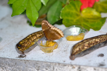 Beautiful butterfly met in Thailand
